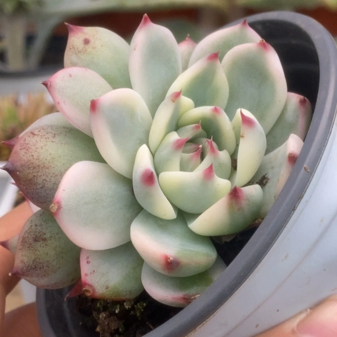 310锦锦锦锦锦锦锦锦