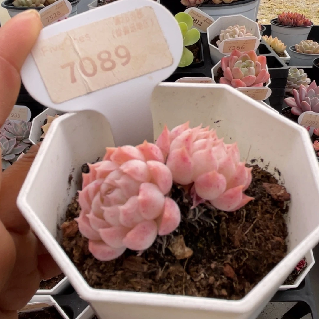 朱砂痣7089-4.5厘米