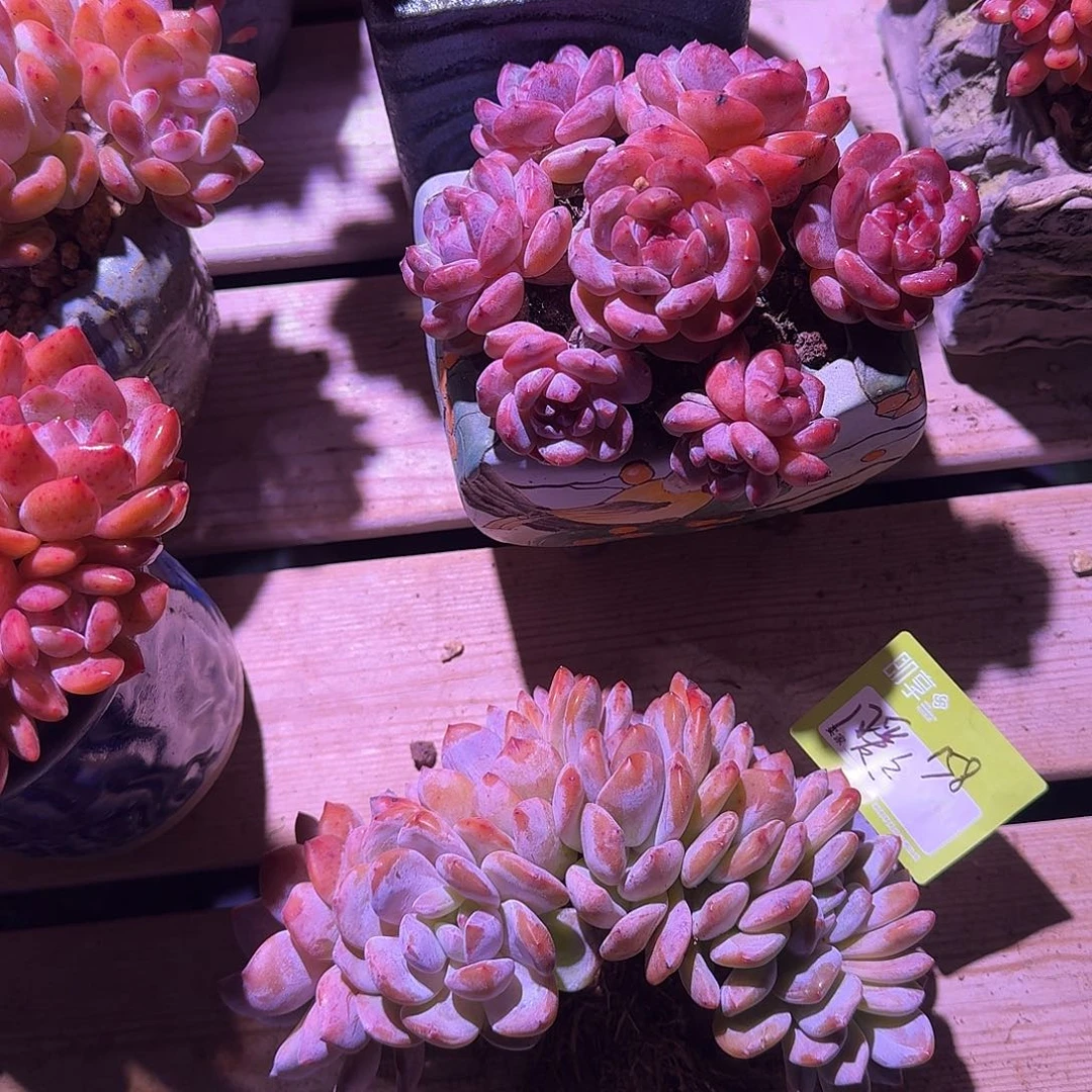 暖***茶橙梦露缀化一颗脱土发货