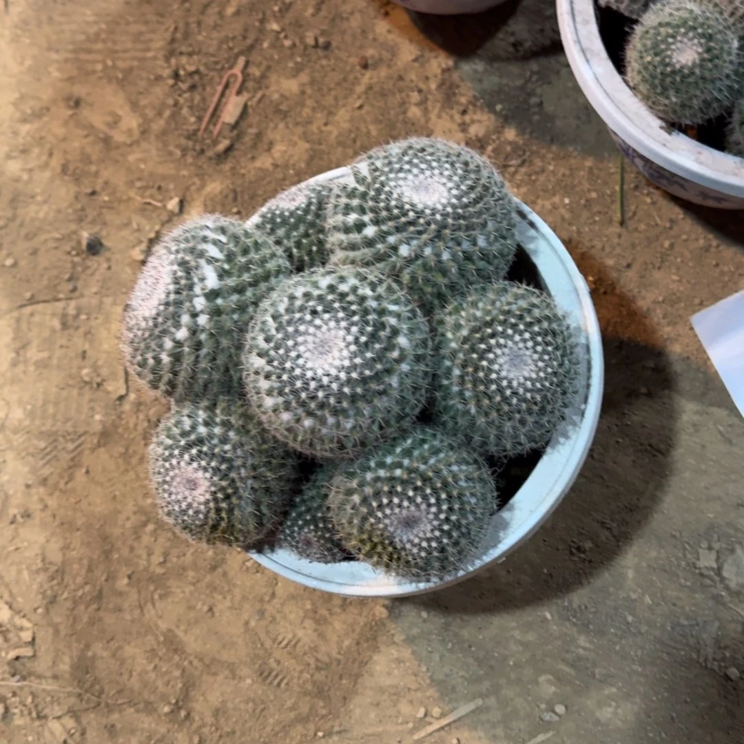 秋***y可口可乐了可口可乐了