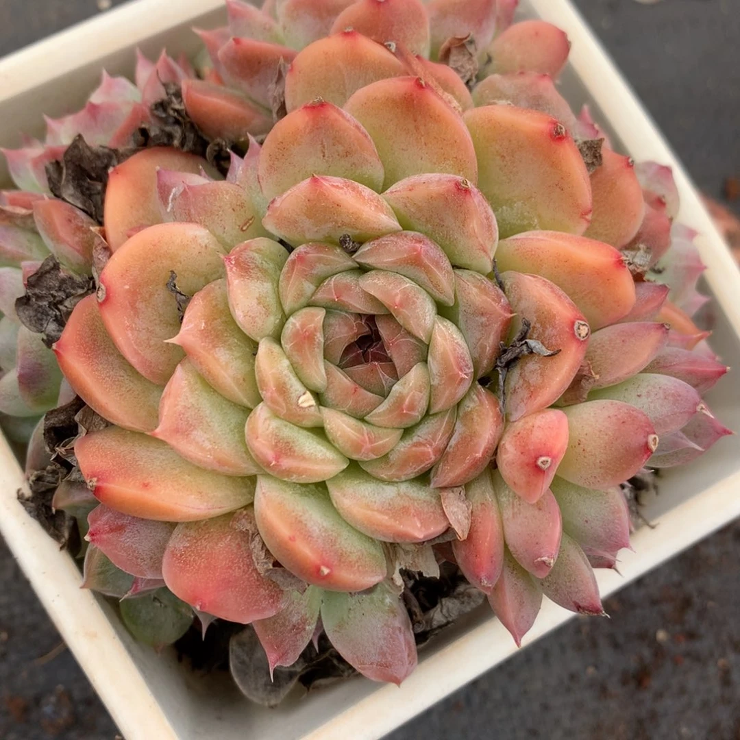 2449杂交多肉老桩