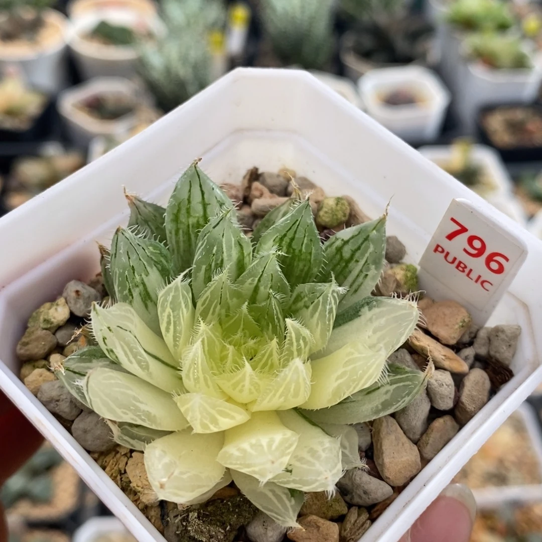 不开花植物796号多肉