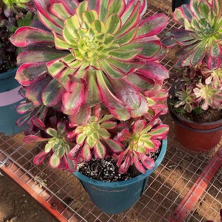 824 魅影魅影魅影魅惑