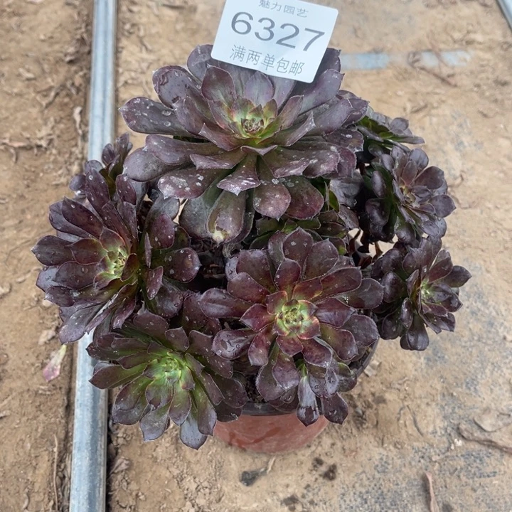 6327烟花的的的多肉