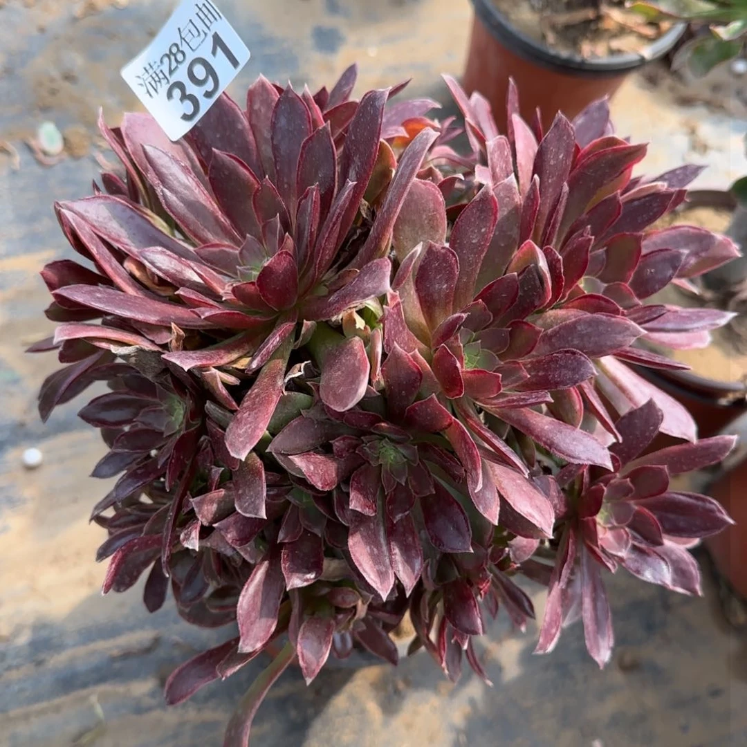 女王多肉391满28包邮断枝不包