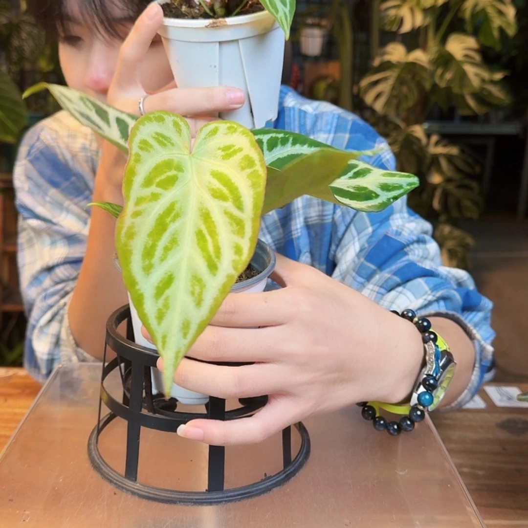 脆***泥完全开放一物一拍O33