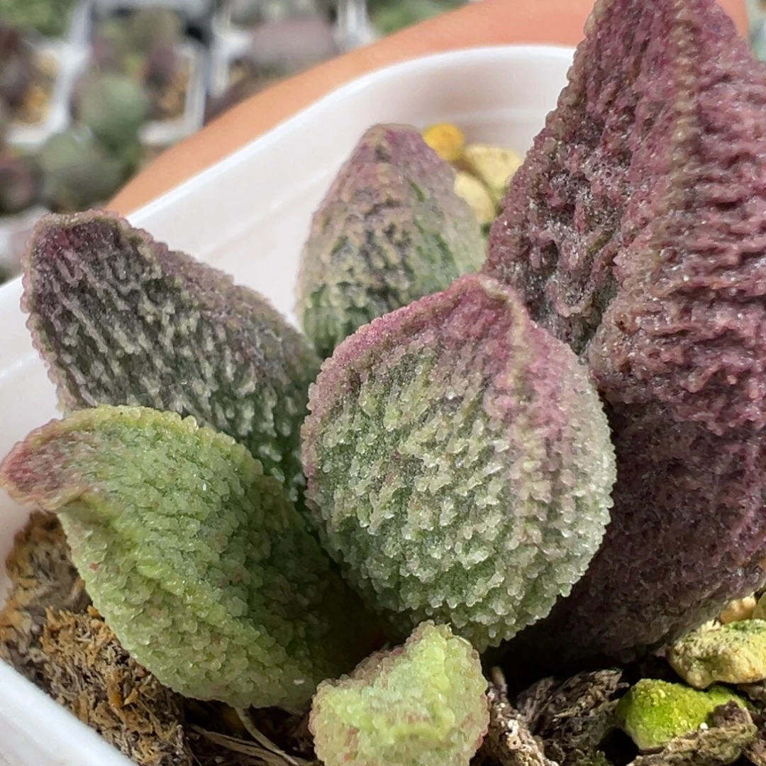 w紫色冰晶颗粒冰晶纹实生新品