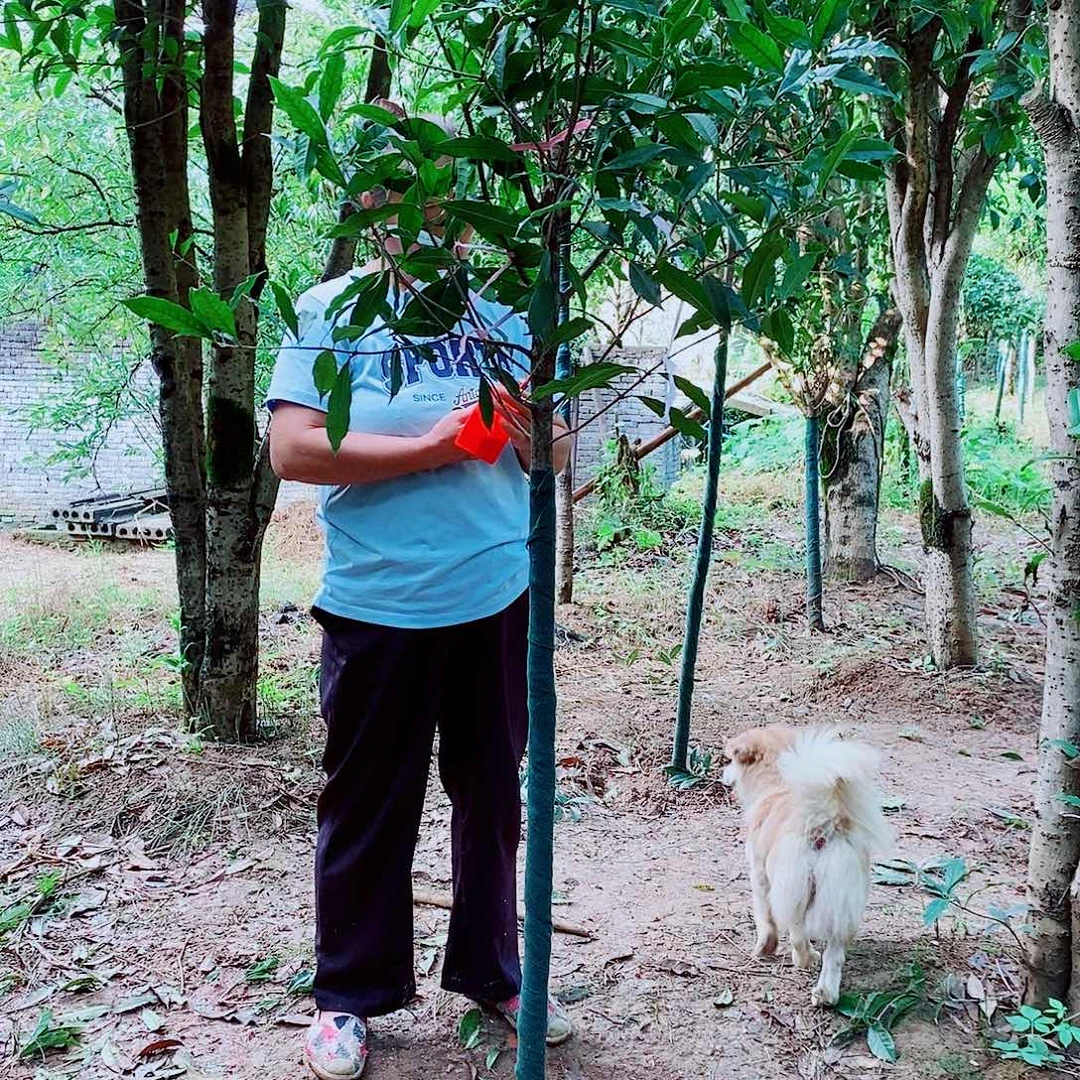 用***4完全开放4公分左右金桂