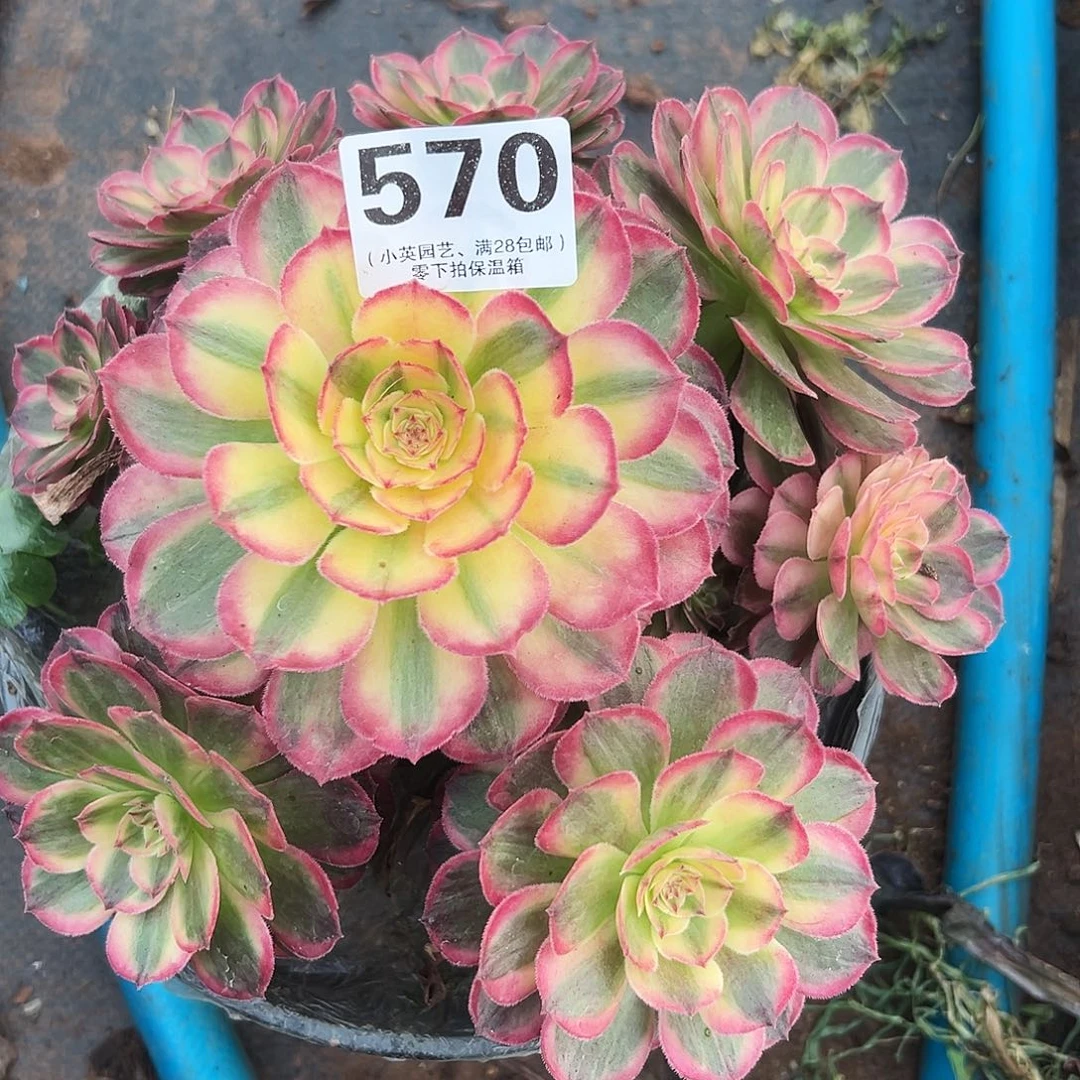 570多肉植物海神