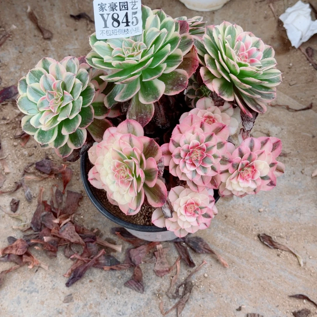 845海神冠幅20左右2