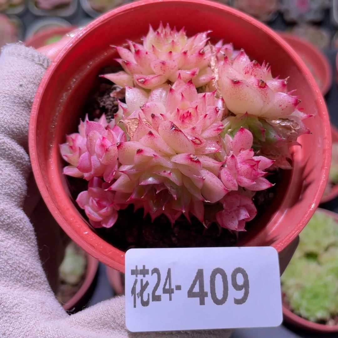 花利美24-409麦秆