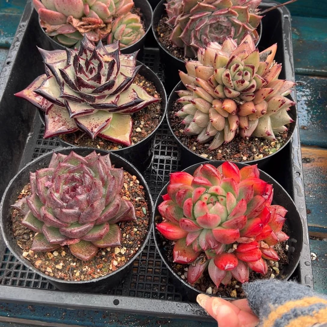 从前慢多肉精选编号0119.148