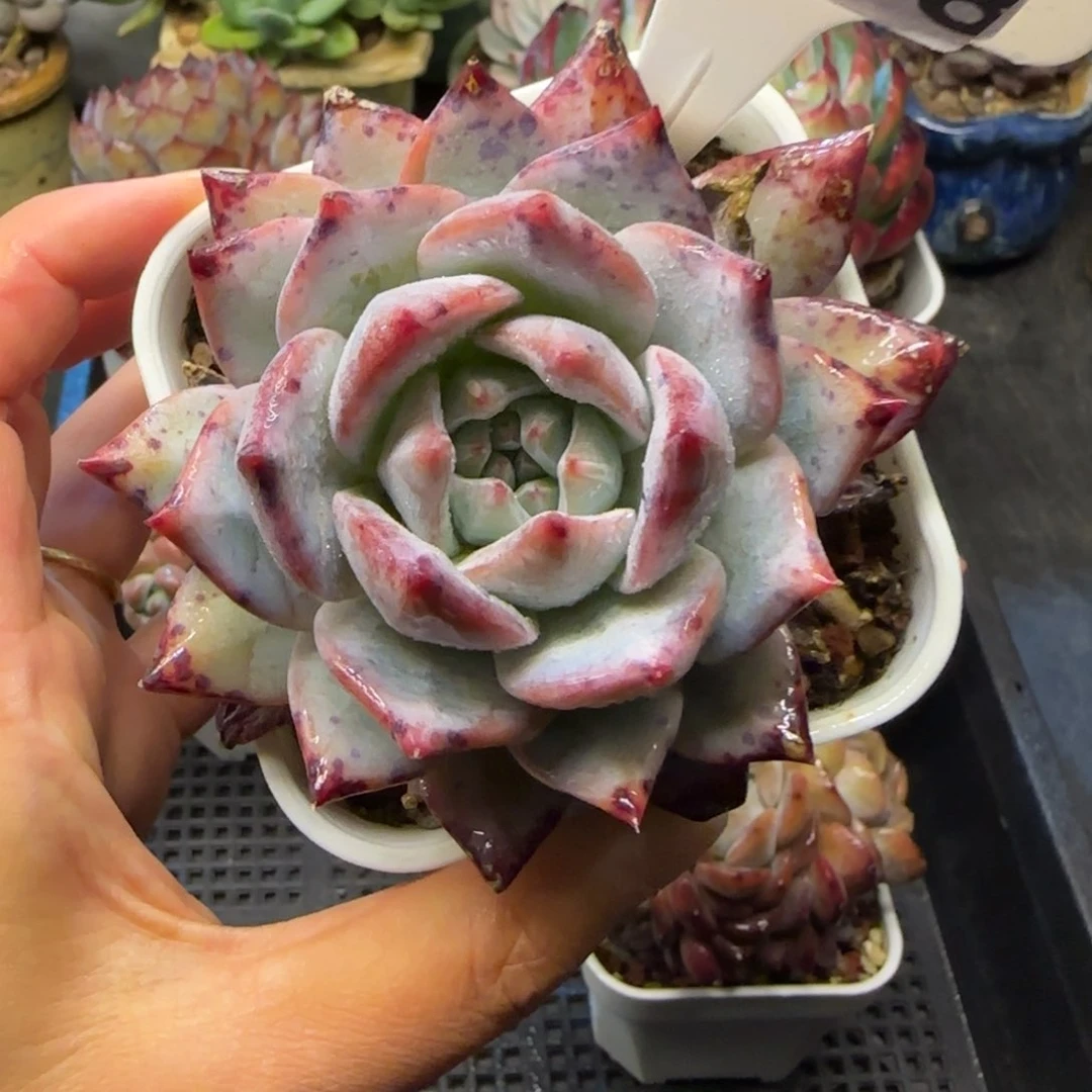 多肉植物0768……………..