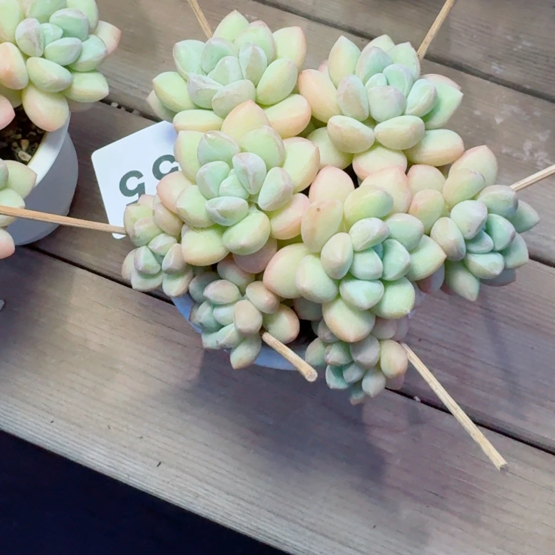 养****泡泡糖            精美多肉植物
