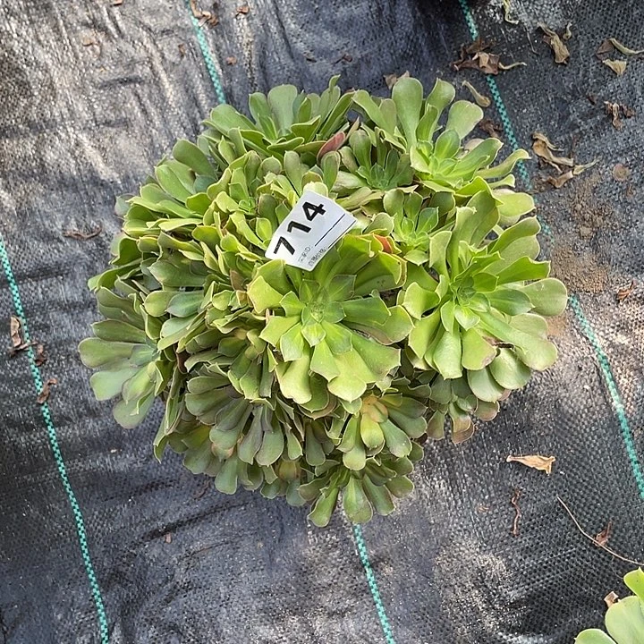 会***人714绍修七彩法师3-10