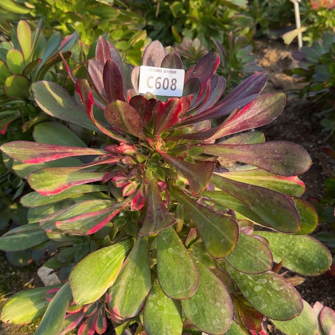 608花蝴蝶多肉植物