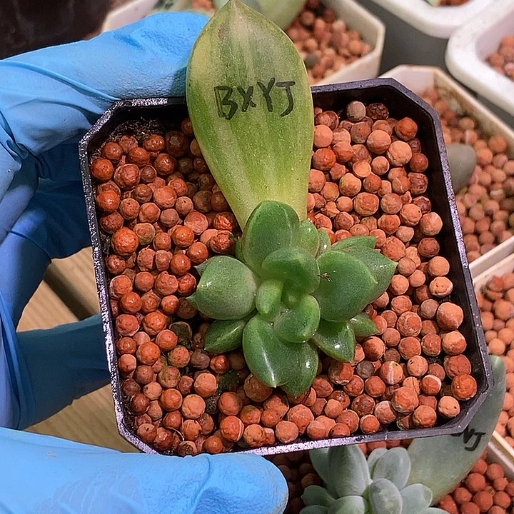 红象牙锦多肉植物