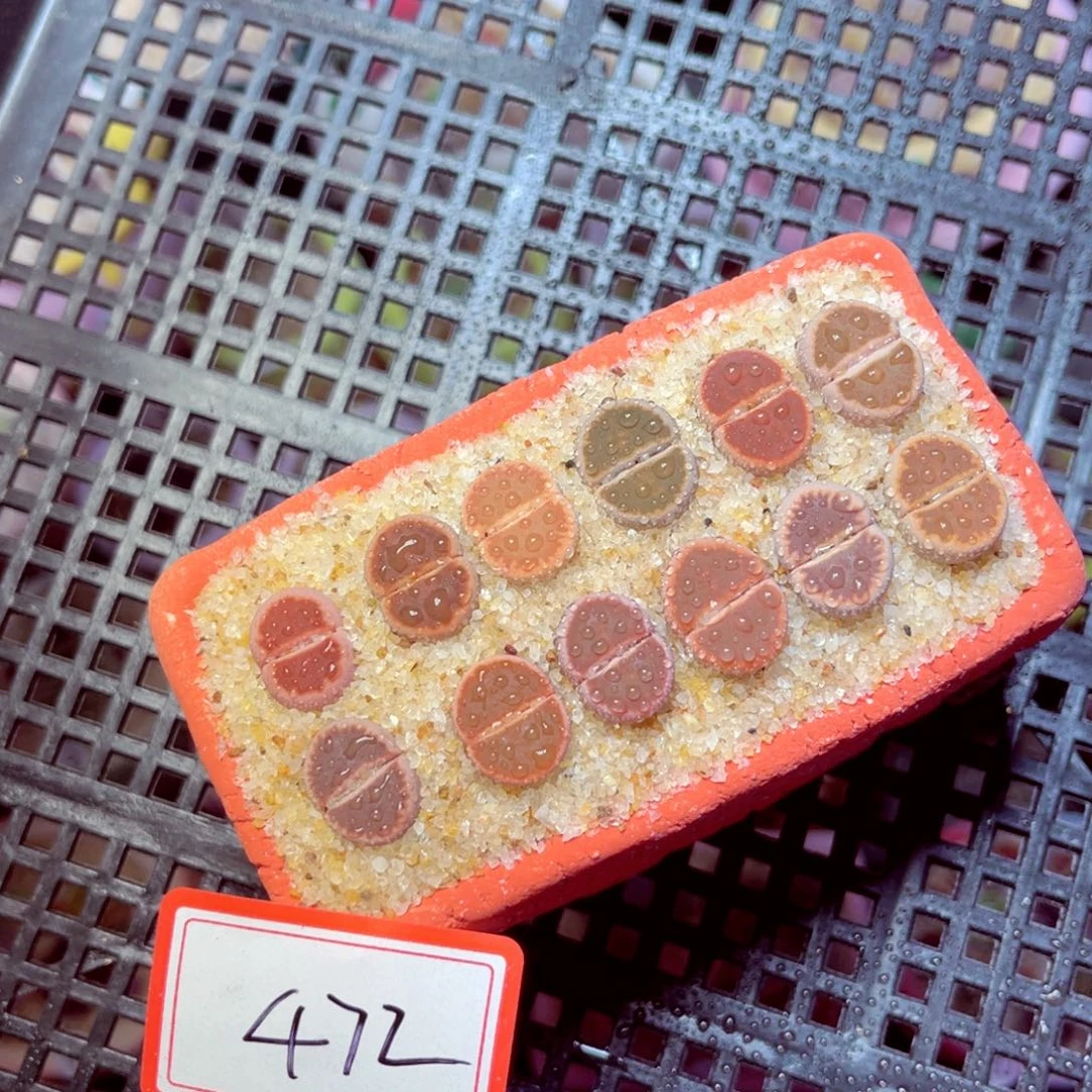 豆*麻472生石花带盆发