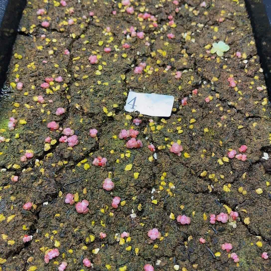 多肉植物多肉植物4