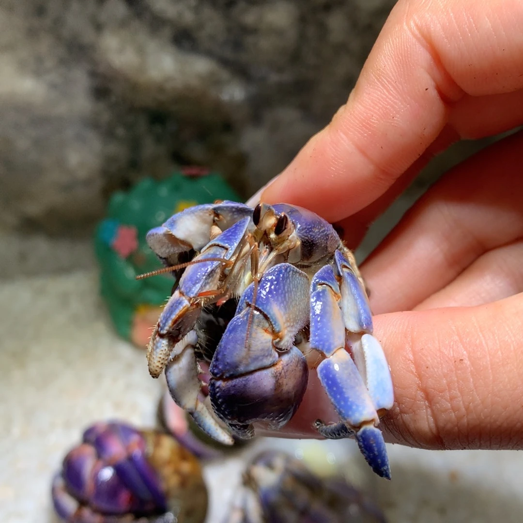 2.4活体出售、不退不换1号