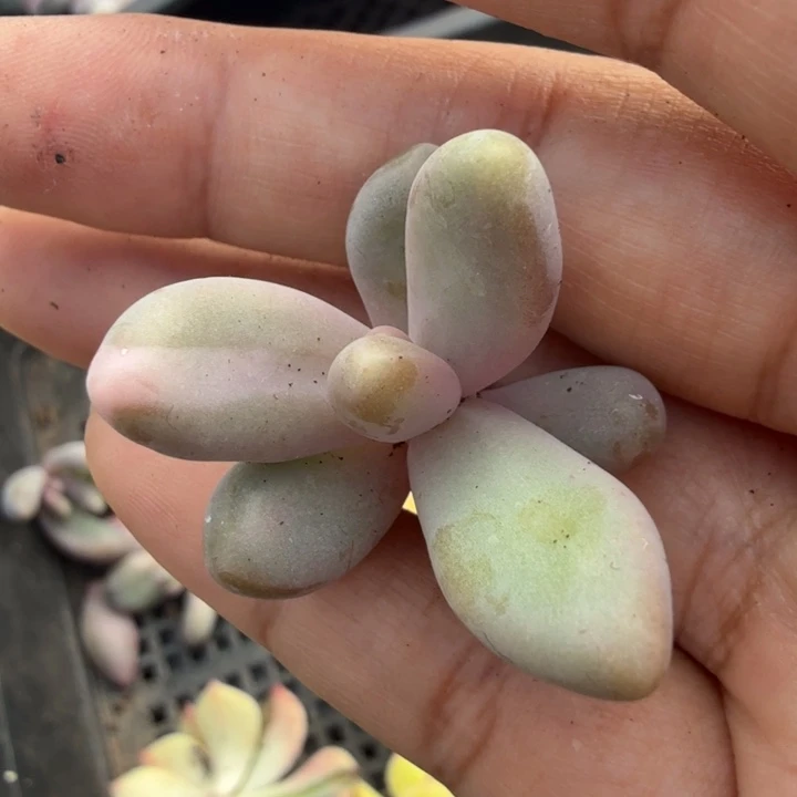 红手指白锦超白锦