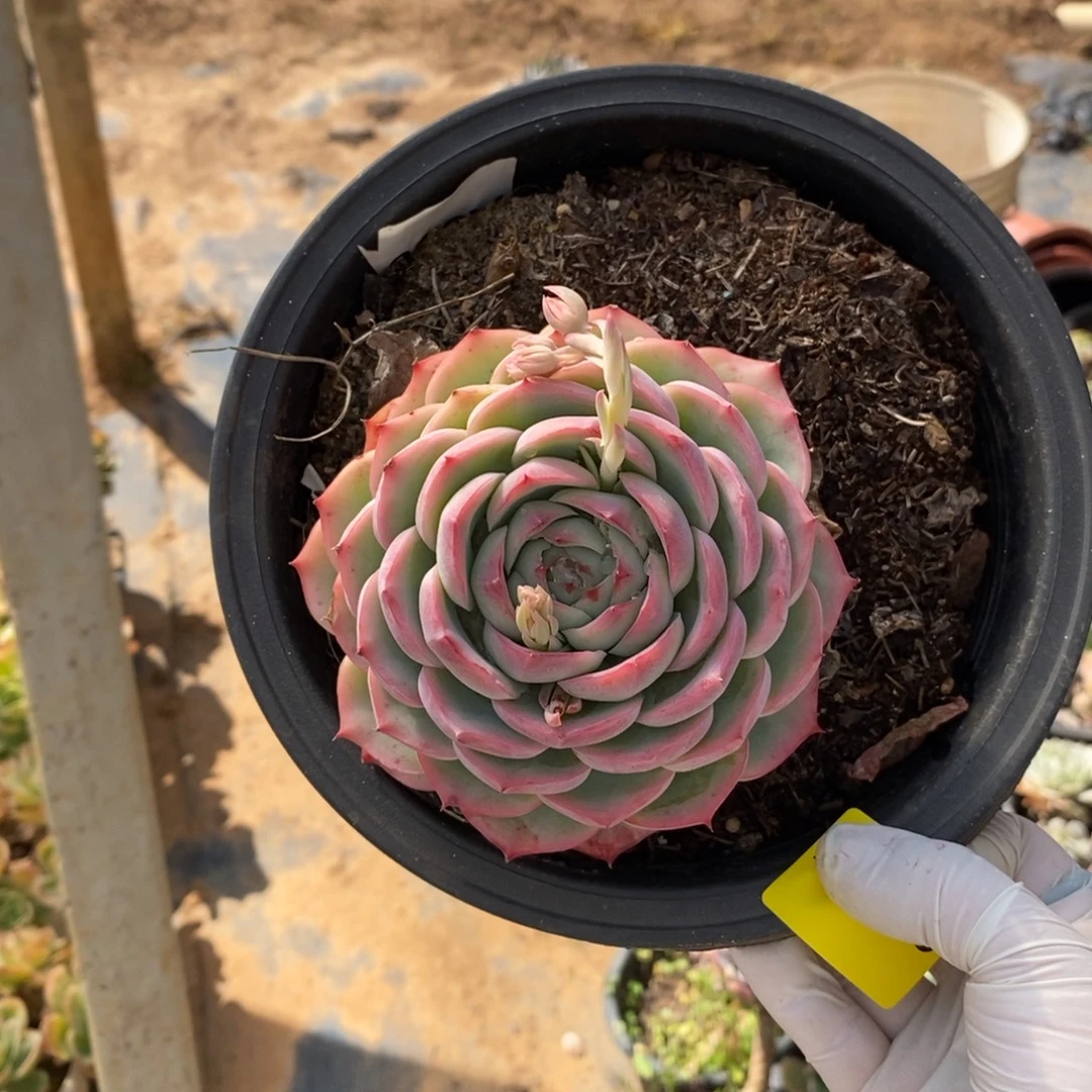 450侧影单头一物一拍