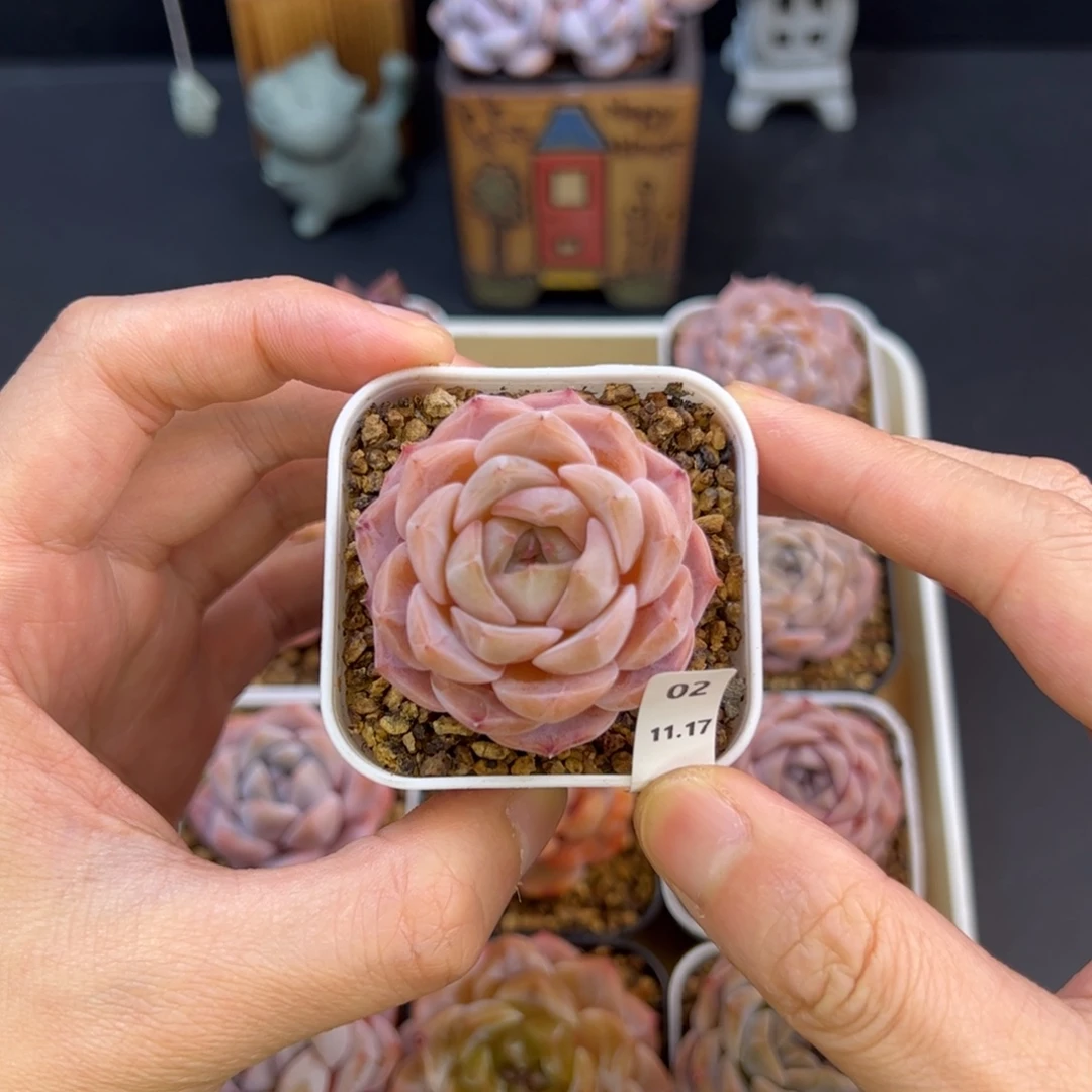 好好看02、哈哈哈哈哈