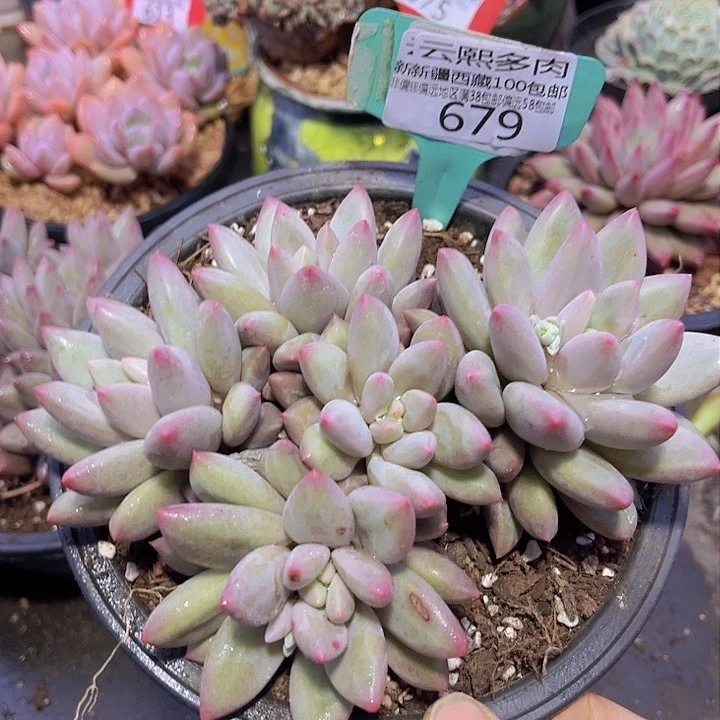 679红蜻蜓。             