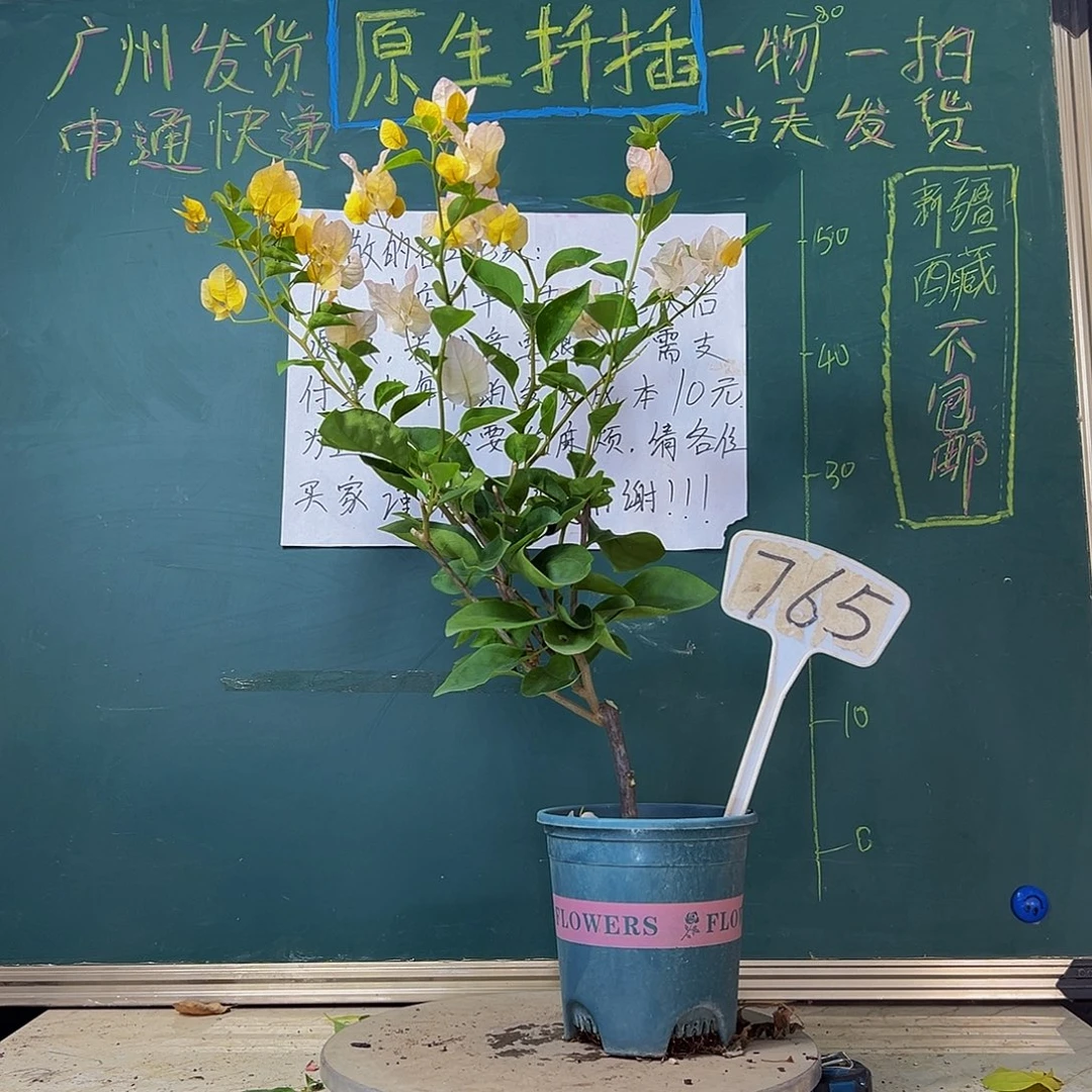 当前无花栽培后可以开花黄玫瑰765