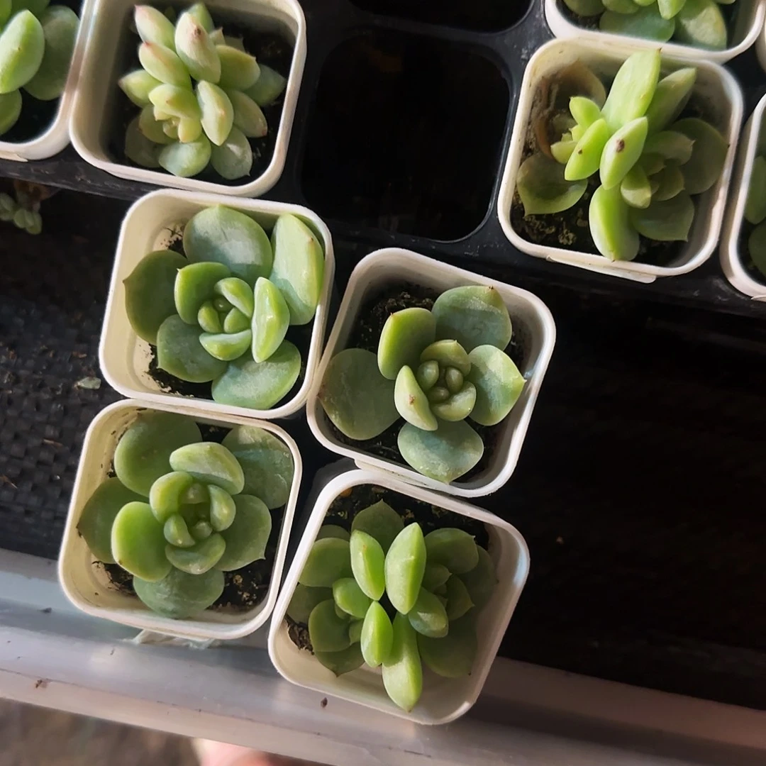 云间中盆3号床盆一个满25包邮