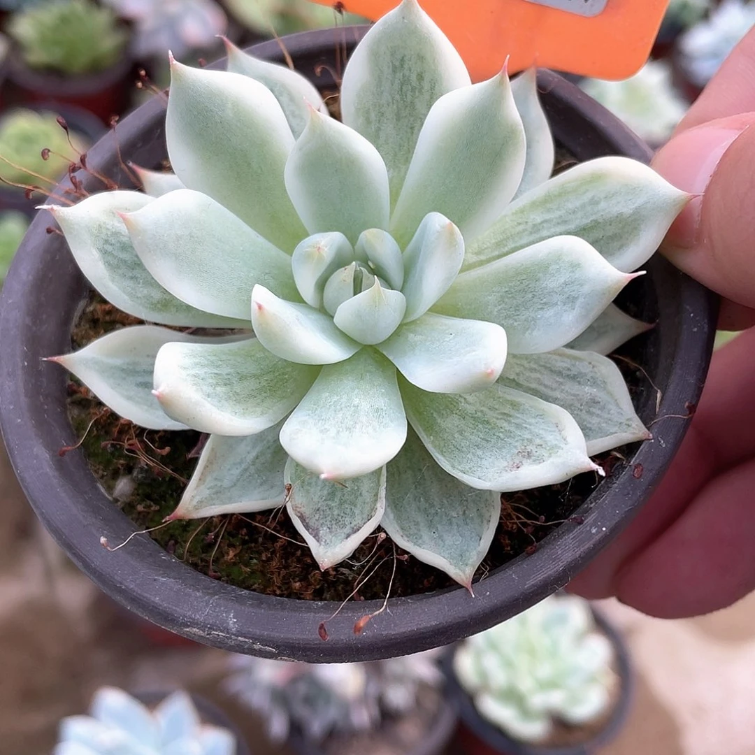 *****1427号的时候就是^_^