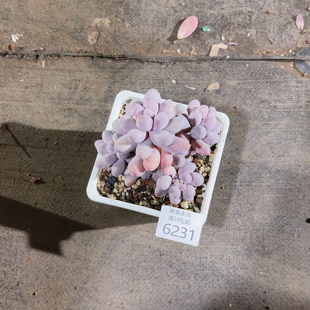 9号我们的确是一6231