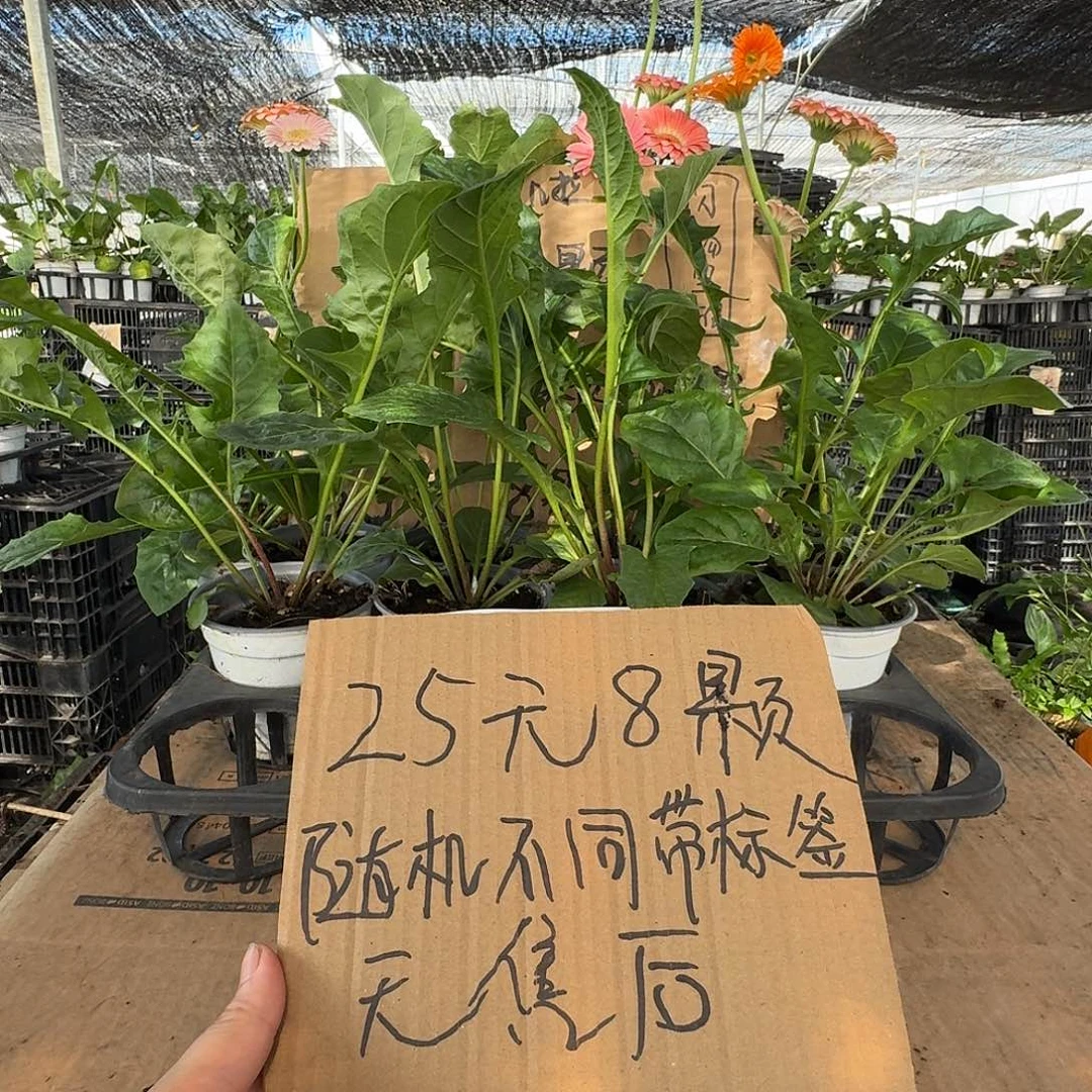 无花朵8颗随机不同品种带标签