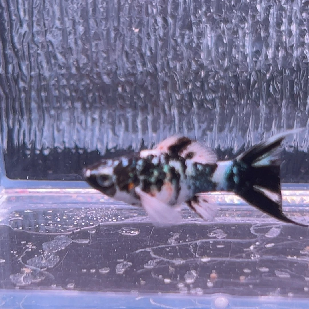 孔雀鱼玛丽崽一条