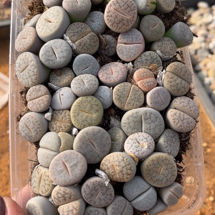 一盒曲888888888888