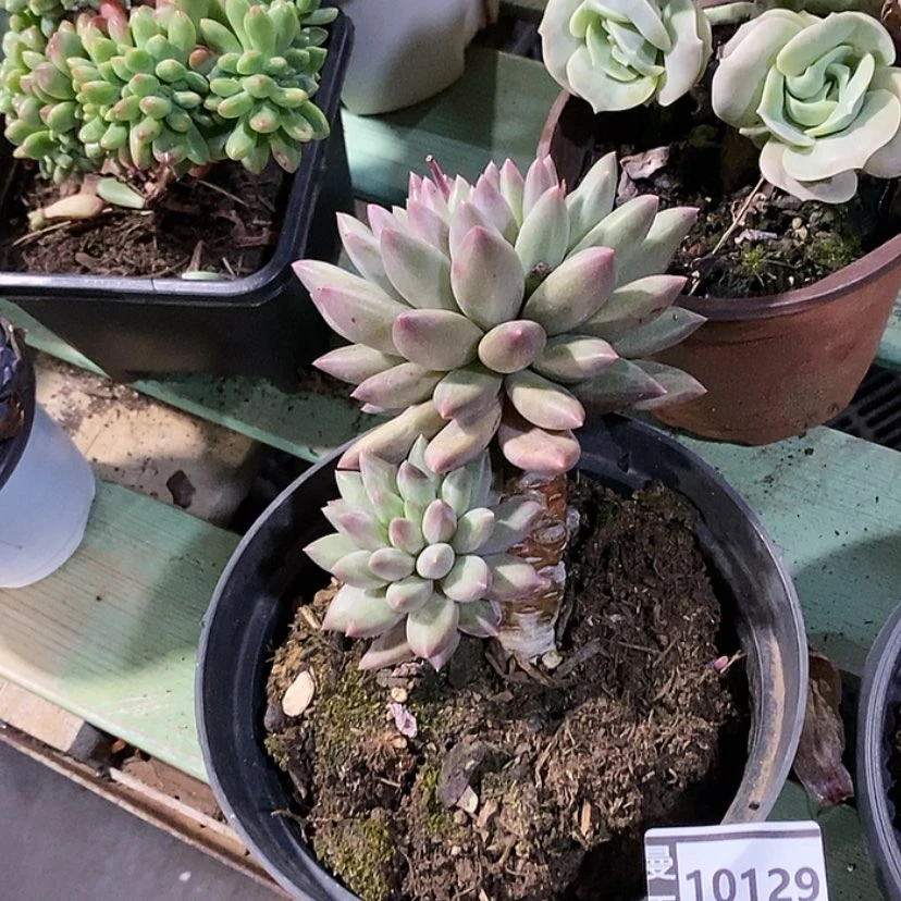 【闪购商品】水晶球10129