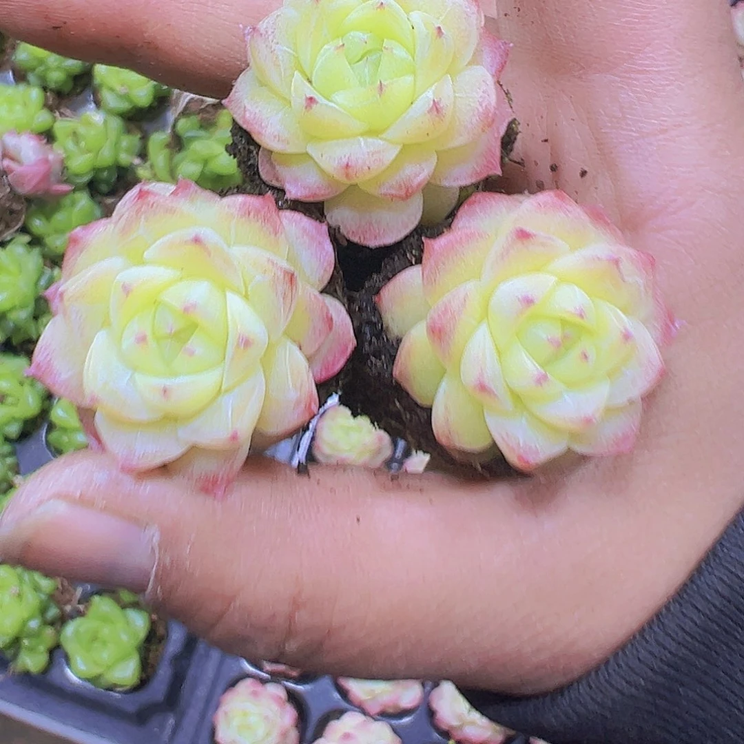 黄粉仙子3个19包邮