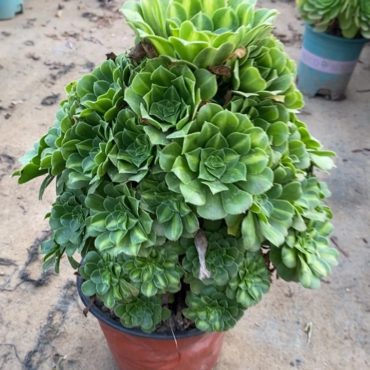 翡翠琉璃48多肉植物法师法师
