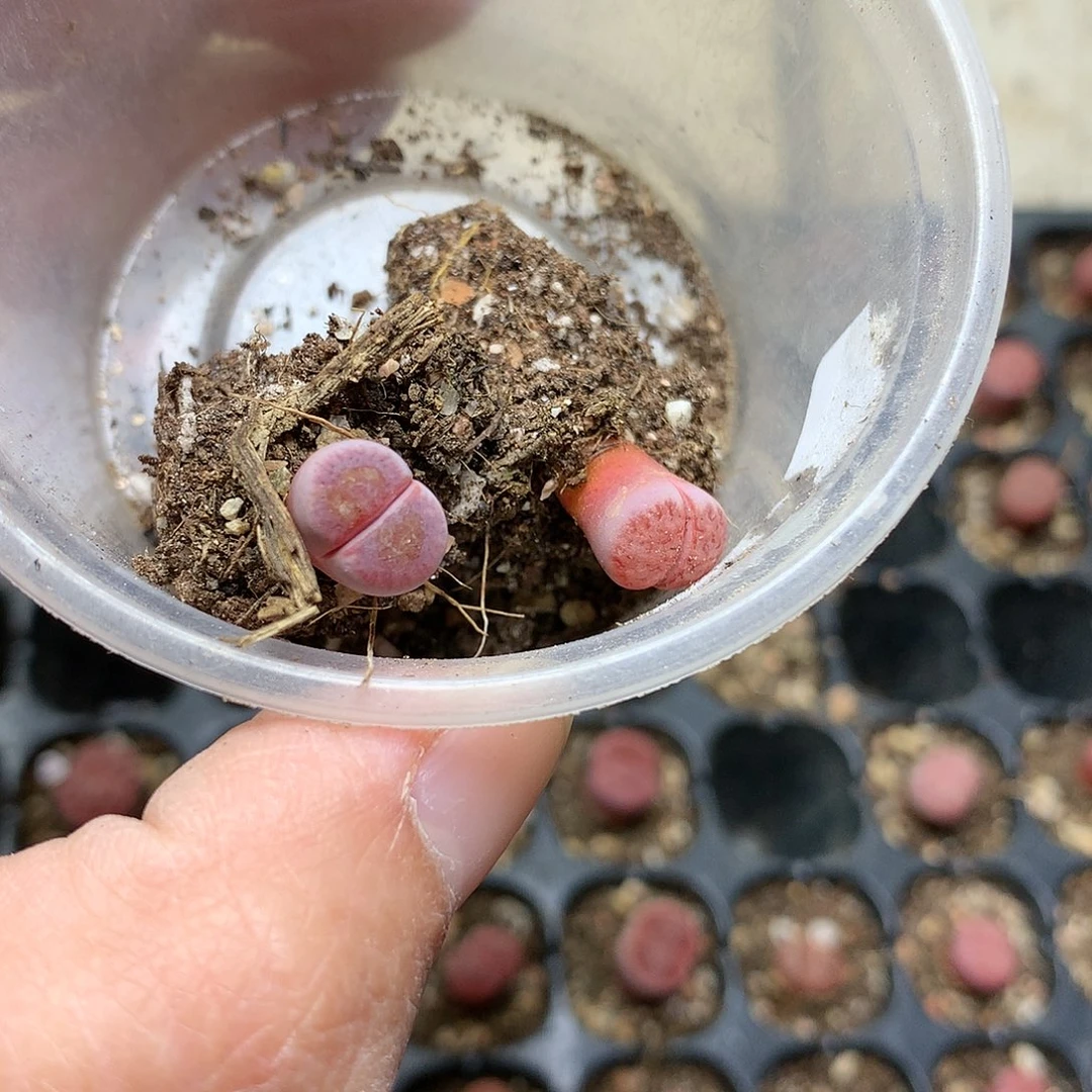 小*云E388多肉植物保护研究所