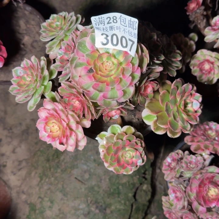 微***行3007荔枝多肉植物