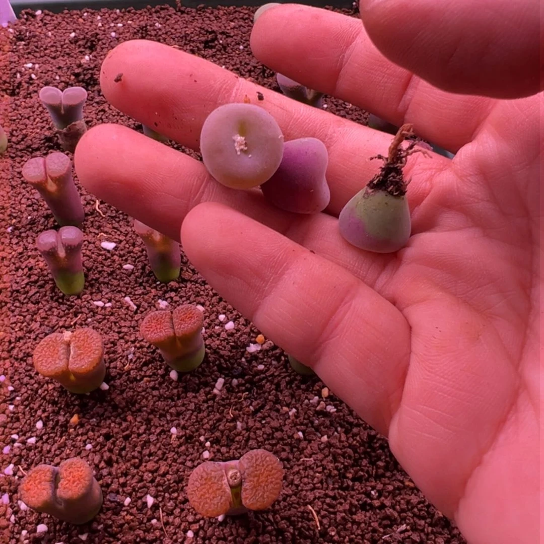 黑**蓮238。园艺空卡佛……