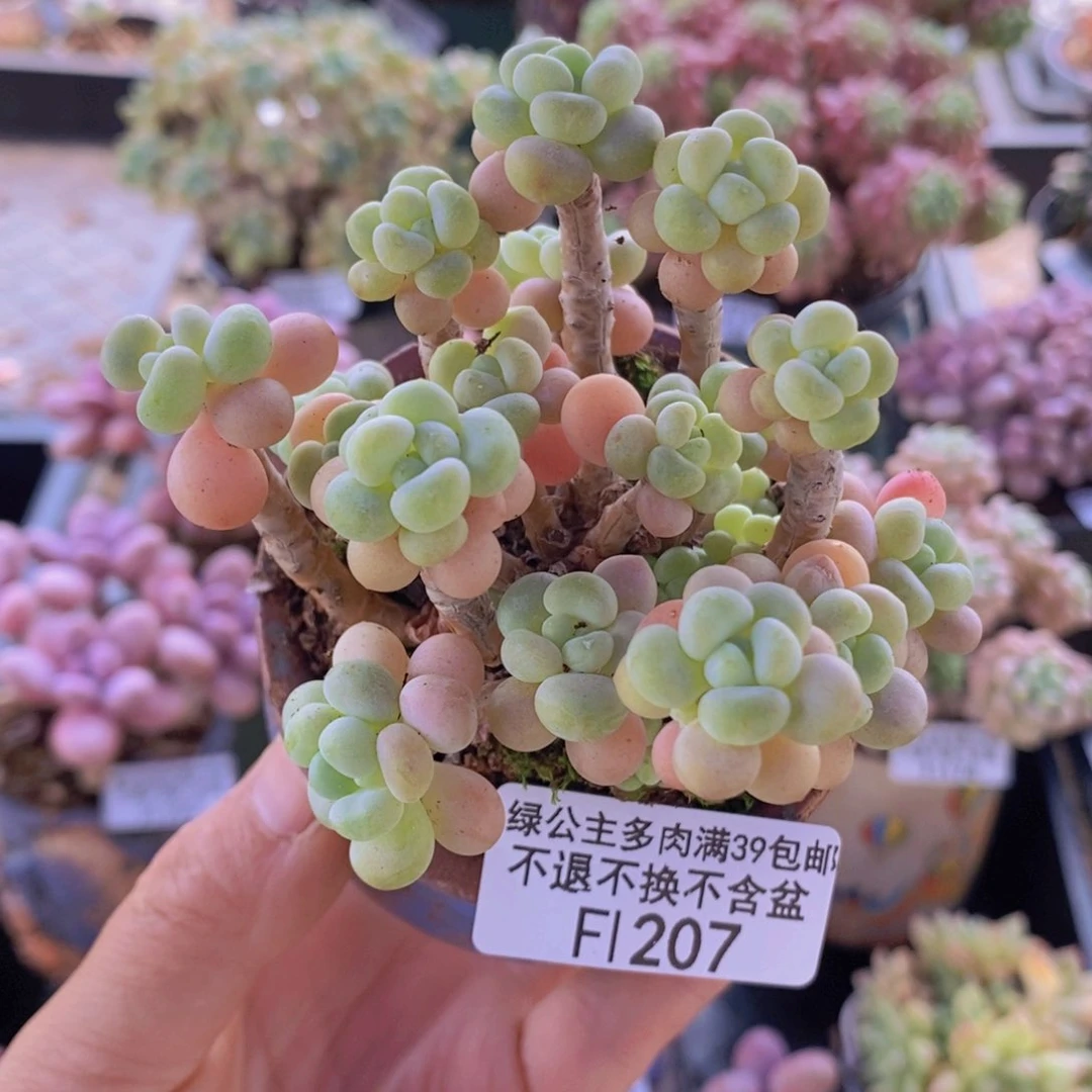 花朵鱼子酱老桩8cm207多肉植物
