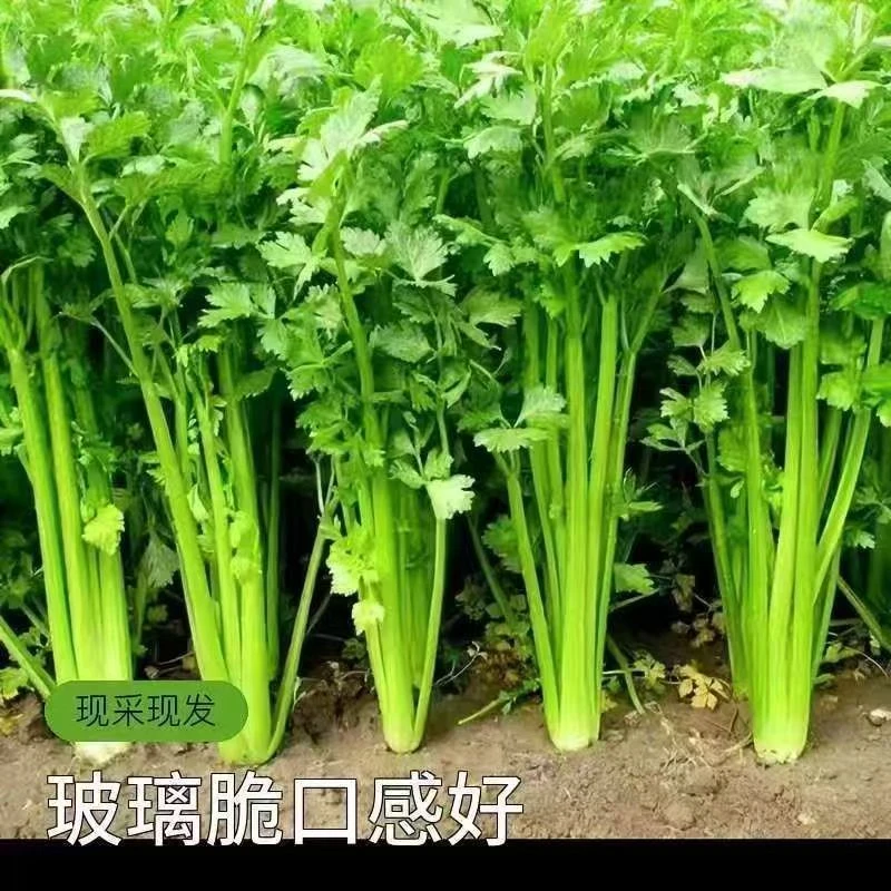 河南新鲜芹菜玻璃翠带叶香芹现挖新鲜蔬菜食材带根保鲜农家种植