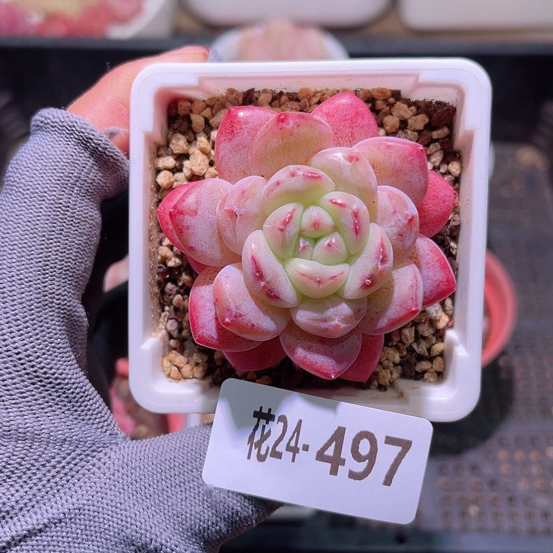 花24-497新品单头