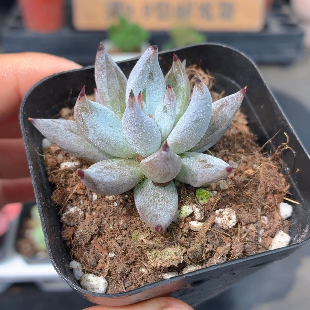 魔爪多肉9.9包邮发货