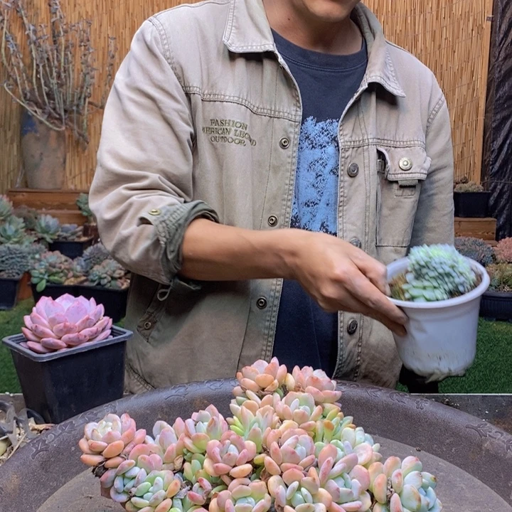 小****430号冷香多肉植物