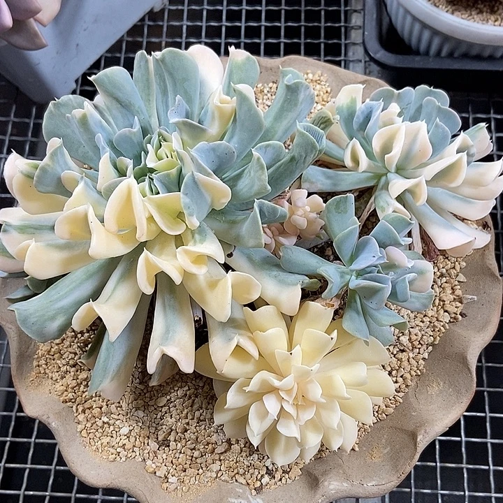 特玉莲锦大群多肉植物