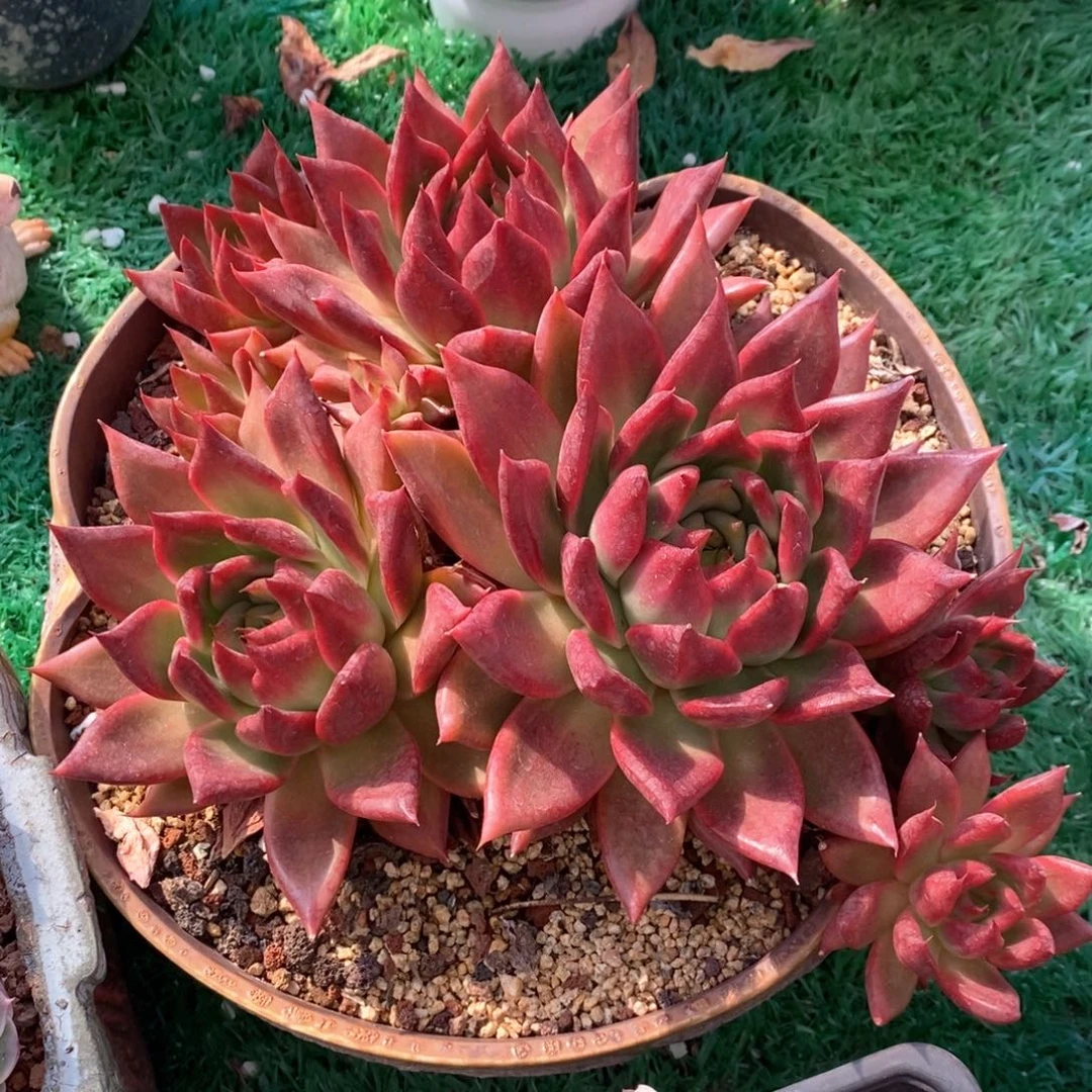 蘭蘭阿姆斯壮多肉植物盆栽