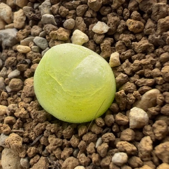 小拉登一颗281。