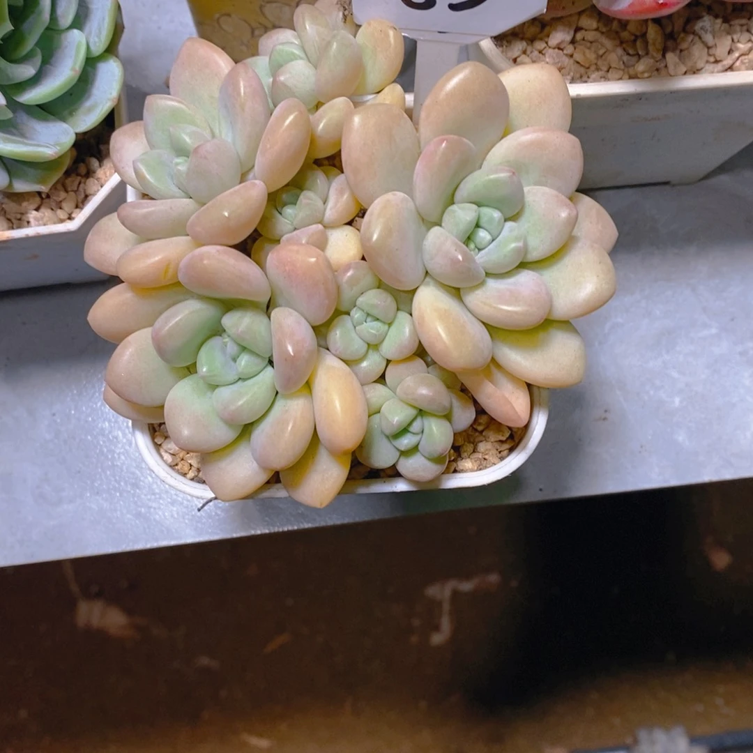 子*泡泡糖群多肉植物